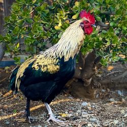 Laws of Nature Wildlife and Pest Management