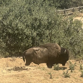 Catalina Island - Bison we saw on the tour. - Tours Near Me - Avalon, California Catalina Island - Bison we saw on the tour. - Tours Near Me - Avalon, California