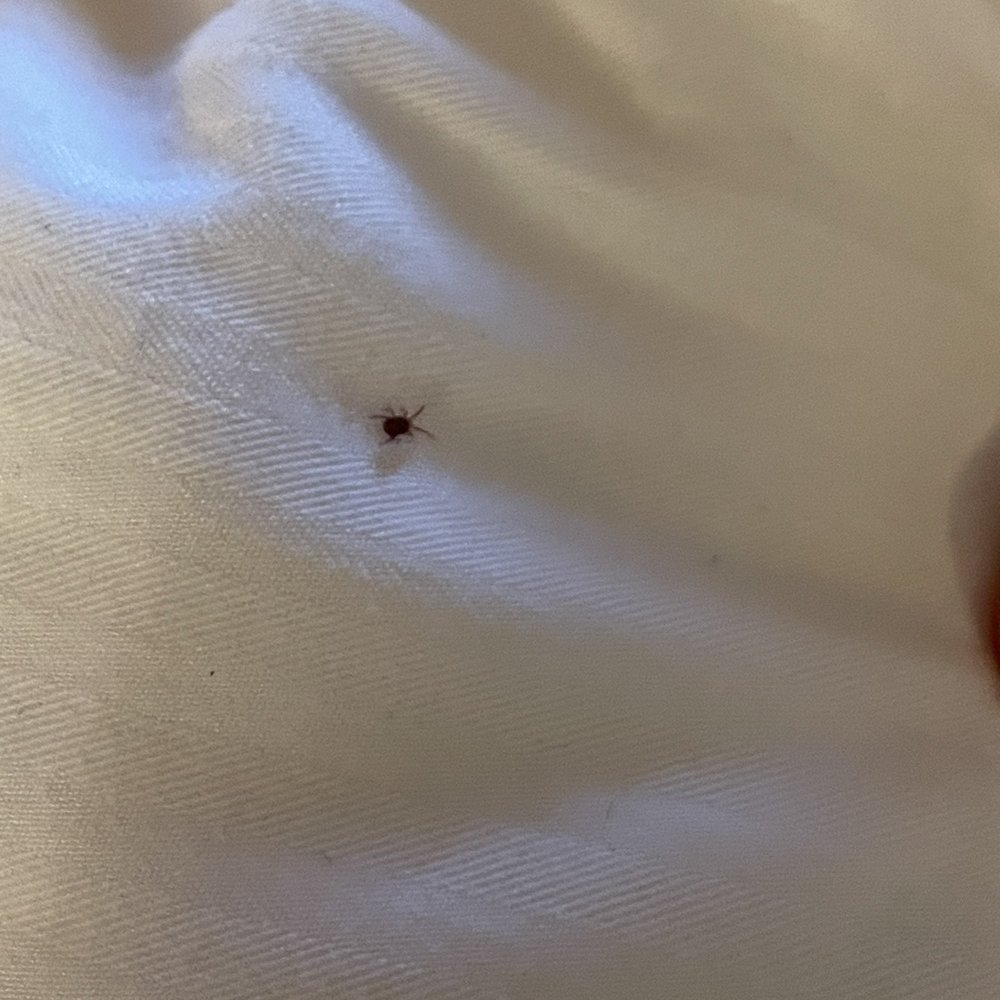 Hilton Concord - Bed bug on bedspread. - Hotels Near Me - Concord, California Hilton Concord - Bed bug on bedspread. - Hotels Near Me - Concord, California