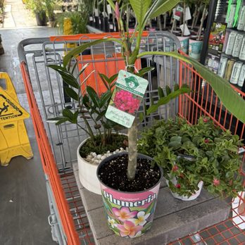 The Home Depot - 16x16 Concrete Paver, $20 Pink Plumeria, 8in Bella Zen  Zamia Bowl, Aptenia plant - Nurseries & Gardening Near Me - Las Vegas, Nevada