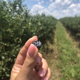 Rows on rows of blueberries! Rows on rows of blueberries!