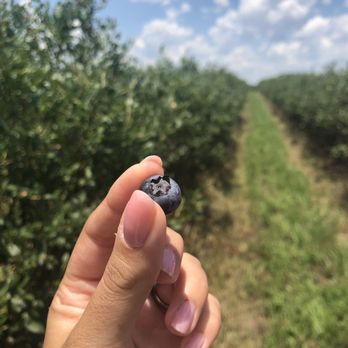 Amber Brooke Farms Williston - Rows on rows of blueberries! - Pick Your Own Farms Near Me - Williston, Florida Amber Brooke Farms Williston - Rows on rows of blueberries! - Pick Your Own Farms Near Me - Williston, Florida