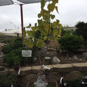 Walter Andersen Nursery - Buddha plant - Nurseries & Gardening Near Me - Poway, California