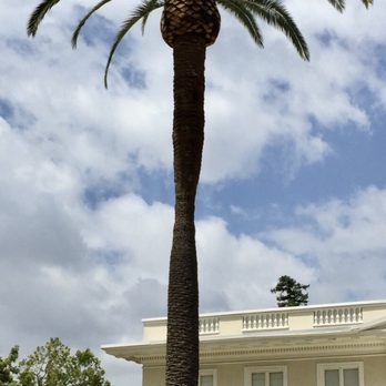 Special Tree Service - After - Tree Services Near Me - La Crescenta, California Special Tree Service - After - Tree Services Near Me - La Crescenta, California