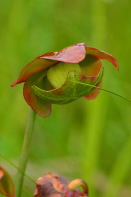 Memorial University Botanical Garden by null