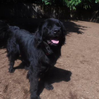 Dogs-A-Jammin - My dog enjoying the sun at daycare - Pet Sitting Near Me - Woodinville, Washington Dogs-A-Jammin - My dog enjoying the sun at daycare - Pet Sitting Near Me - Woodinville, Washington