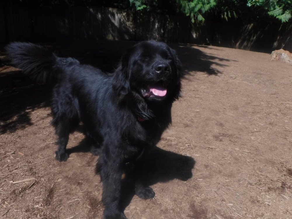 DOGSAJAMMIN Updated August 2024 38 Reviews 16725 232nd Ave NE, Woodinville, Washington