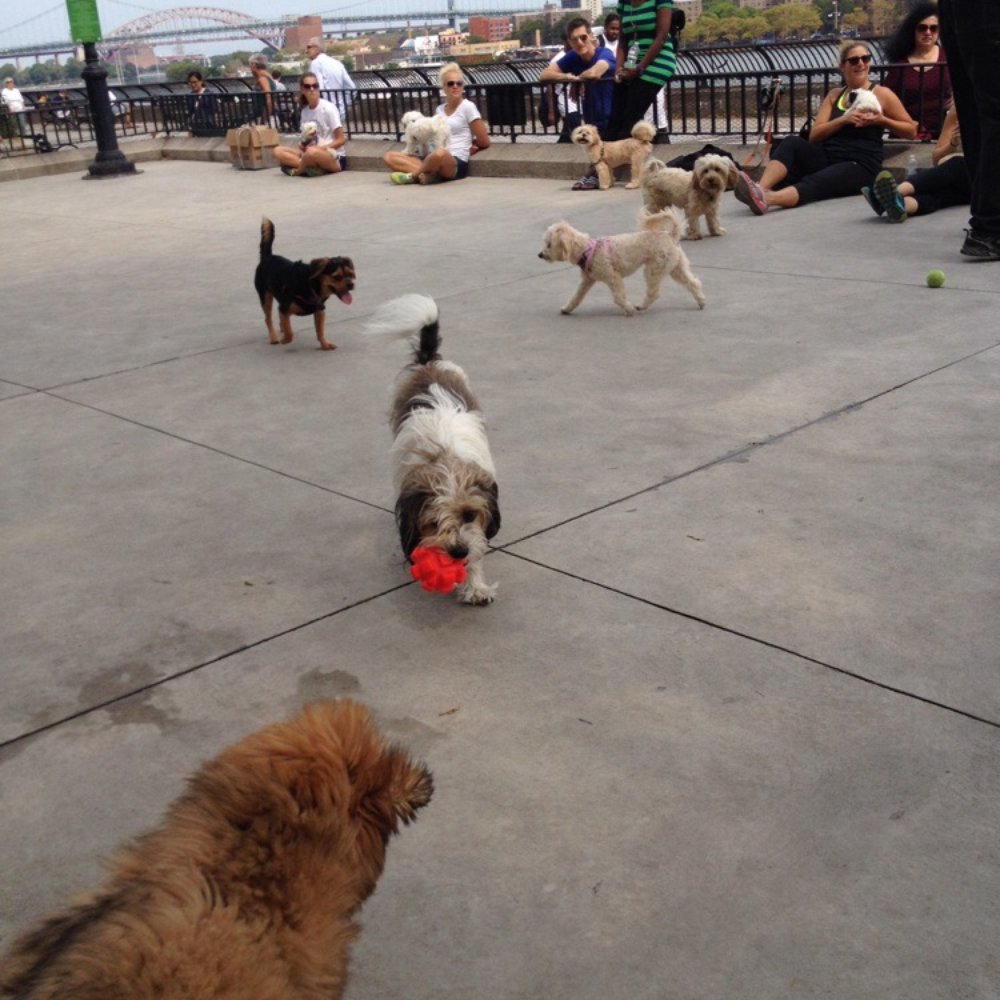 Carl Schurz Dog Run - Dog Parks Near Me - New York, New York