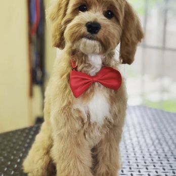 Fur Paws - She looks so good! - Pet Training Near Me - Houston, Texas