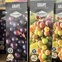 Tractor Supply - Two varieties & staggered harvest! 2/27/2023