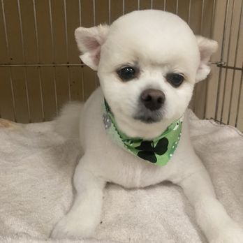 Pet Palace - Pet Groomers Near Me - Plano, Texas Pet Palace - Pet Groomers Near Me - Plano, Texas