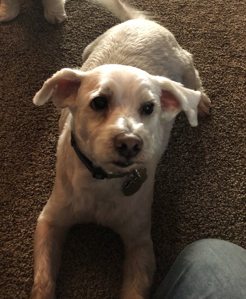 BARKS & BUBBLES GROOMING Updated June 2024 10 Photos 4747 S 6th