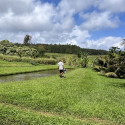 All About The View - Tilapia ponds