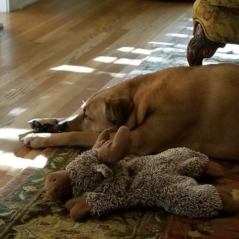 shallowford animal hospital marietta ga