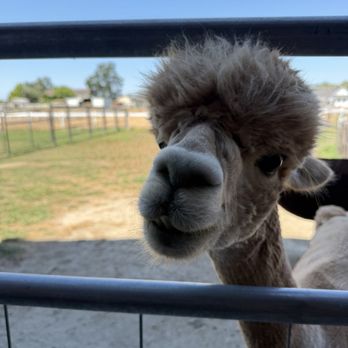 Ogden Alpaca farm - Food Tours Near Me Ogden Alpaca farm - Food Tours Near Me