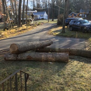 Alpine Tree - a fallen tree on a residential street - Tree Services Near Me - Stafford Springs, Connecticut Alpine Tree - a fallen tree on a residential street - Tree Services Near Me - Stafford Springs, Connecticut