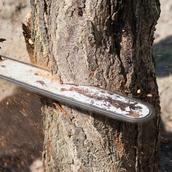 J & M Tree Service - Tree Services Near Me J & M Tree Service - Tree Services Near Me