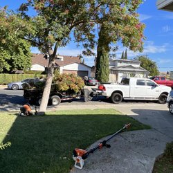 Jr's Landscaping - They pruned and removed the tree for me. They left the area super clean. It was great.