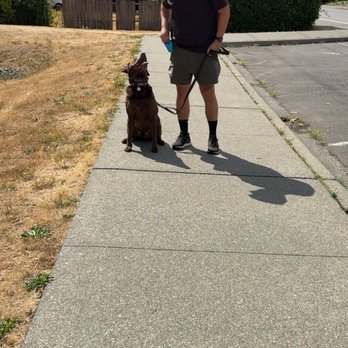Everyday K9 Solutions - Practicing training techniques taught - Pet Training Near Me - Edmonds, Washington Everyday K9 Solutions - Practicing training techniques taught - Pet Training Near Me - Edmonds, Washington