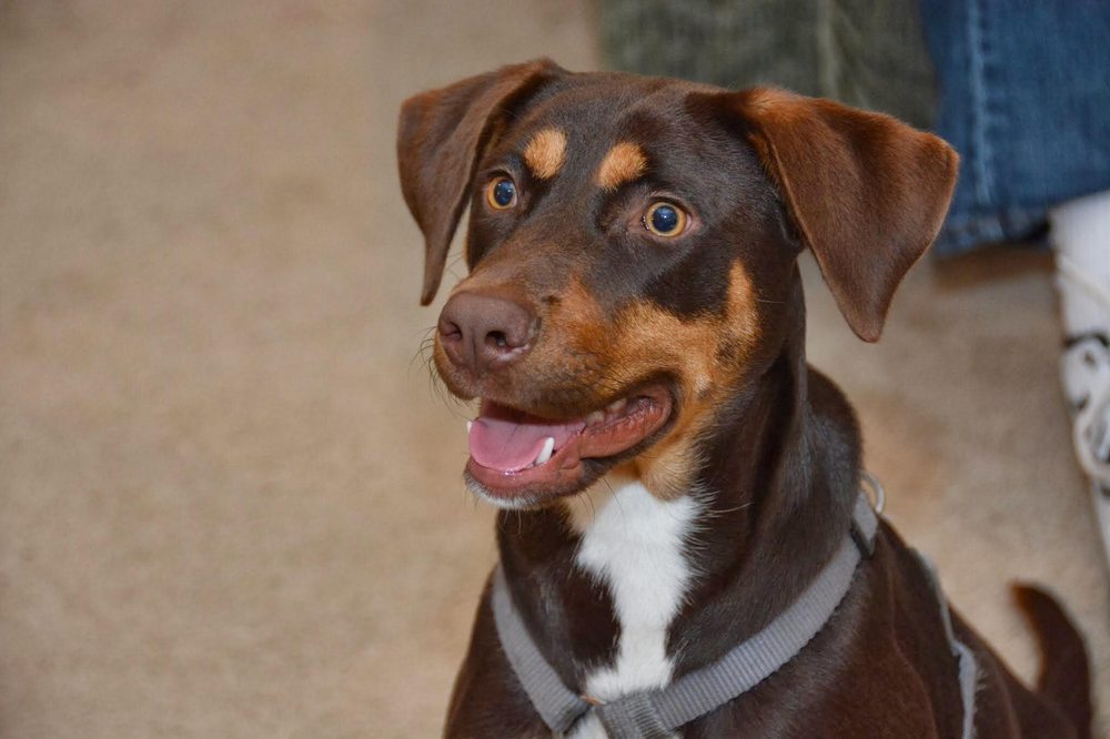 BARKING LOT BOUTIQUE Updated September 2024 42 Photos 4481 Morningside Dr, Evans,