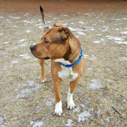 Kinderhook Dog Park