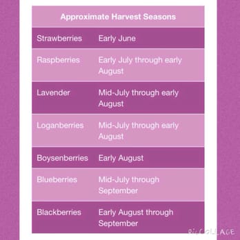 Graysmarsh Farm U-Pick - Plan your picking schedule now :) - Pick Your Own Farms Near Me - Sequim, Washington Graysmarsh Farm U-Pick - Plan your picking schedule now :) - Pick Your Own Farms Near Me - Sequim, Washington