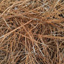 Green View Landscaping - Long Leaf Pine Needles by the bale. Always available for pick up or delivery!