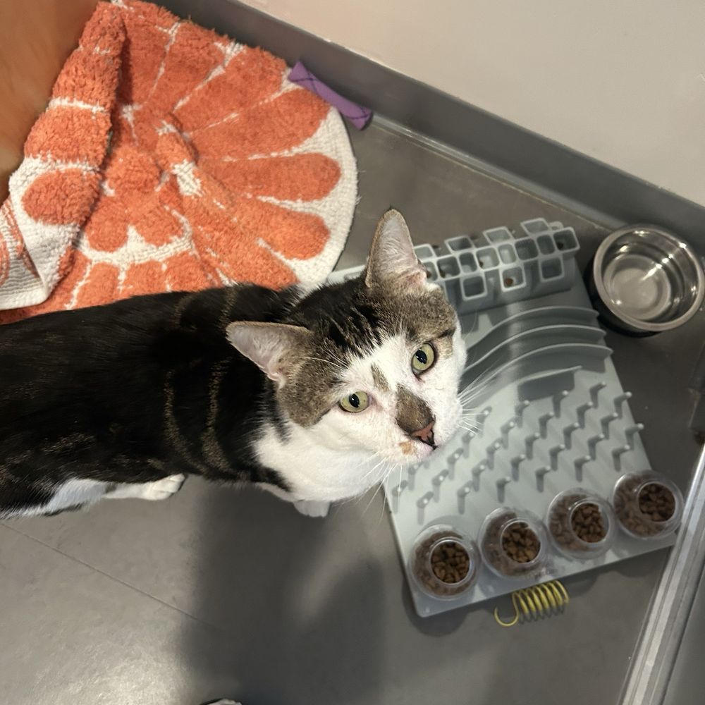 Cat Town - Animal Shelters Near Me - Oakland, California Cat Town - Animal Shelters Near Me - Oakland, California