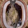 Photo of Suncrop Chinese Restaurant