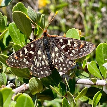 Las Trampas Regional Wilderness - Bay Checkerspot Butterfly at Las Trampas Regional Wilderness-East Bay Regional Park District 5/1/2021 - Parks Near Me - San Ramon, California Las Trampas Regional Wilderness - Bay Checkerspot Butterfly at Las Trampas Regional Wilderness-East Bay Regional Park District 5/1/2021 - Parks Near Me - San Ramon, California