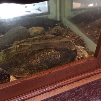 The Grove - 120 year old alligator snapping turtle who comes up for air only once an hour and weighs about 130 lbs - Landmarks & Historical Buildings Near Me - Glenview, Illinois