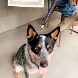 American School Of Dog Obedience - Pepper graduated his manors course