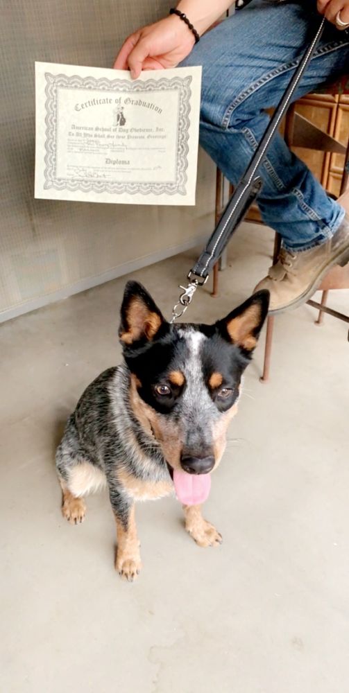 AMERICAN SCHOOL OF DOG OBEDIENCE Updated July 2024 3701 Wegis Ave, Bakersfield, California