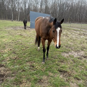 Transitions Equestrian Center - My horse loves her life at Transitions Equestrian Center in LaPorte. - Horseback Riding Near Me - La Porte, Indiana Transitions Equestrian Center - My horse loves her life at Transitions Equestrian Center in LaPorte. - Horseback Riding Near Me - La Porte, Indiana