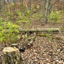 Swallow Cliff Woods