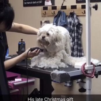 Pawlished Paws Boutique & Spa - Haru being groomed - Pet Stores Near Me - Riverside, California