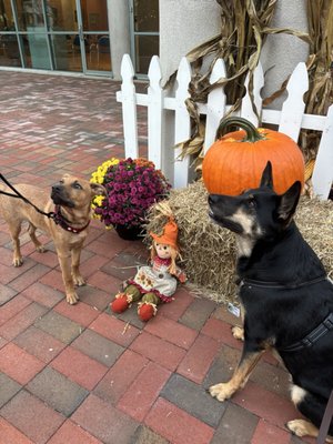 Lucky Dog Animal Rescue by null