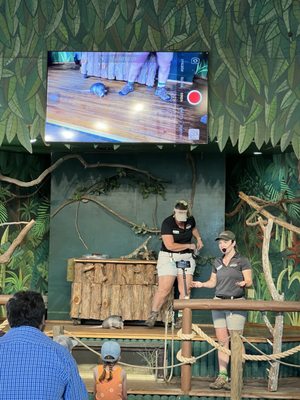 St. Augustine Alligator Farm Zoological Park by null