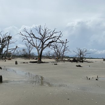 Botany Bay Plantation - Low tide - tree bones - Parks Near Me - Edisto Island, South Carolina