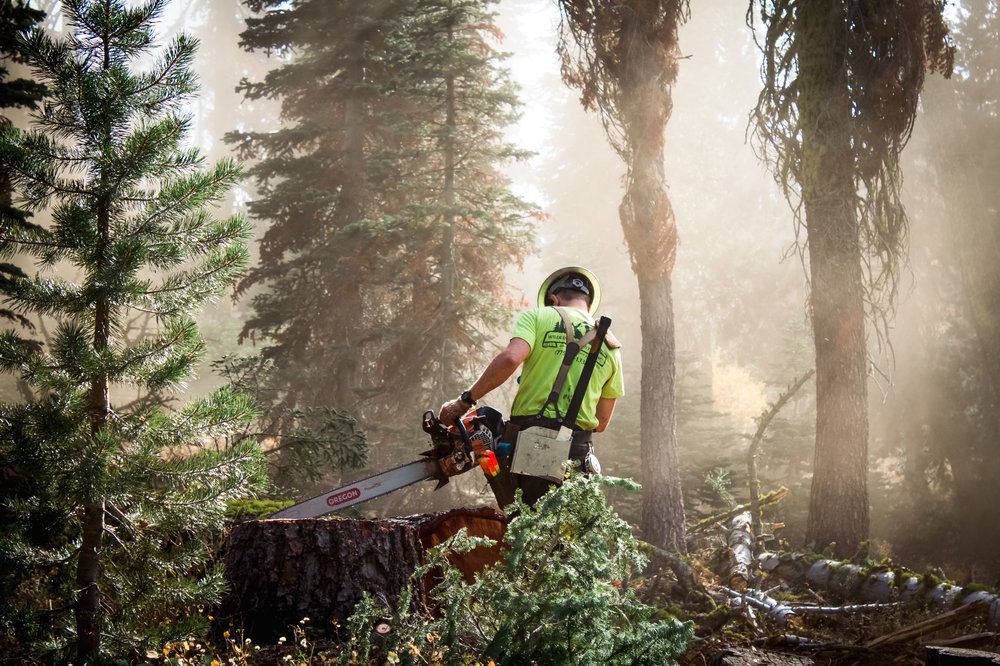 Deadwood Forestry - tree service in Reno, NV