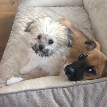 Hug-A-Pup - Pet Breeders Near Me - Hammond, Indiana