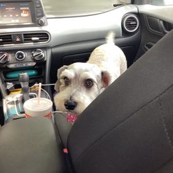 On Paws Professional Pet Services