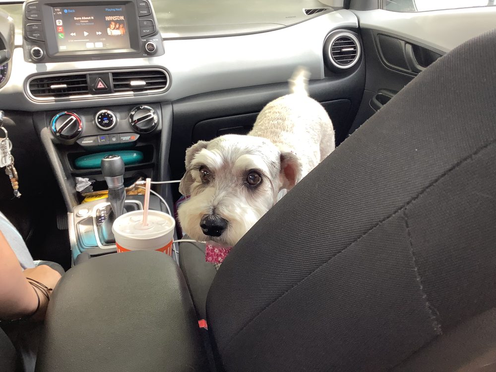 On Paws Professional Pet Services - pet boarding facility in San Marcos, TX