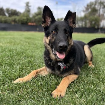 Leashless Dog Training - Seymour enjoying Dog Care at Leashless - Pet Boarding Near Me - Menifee, California Leashless Dog Training - Seymour enjoying Dog Care at Leashless - Pet Boarding Near Me - Menifee, California