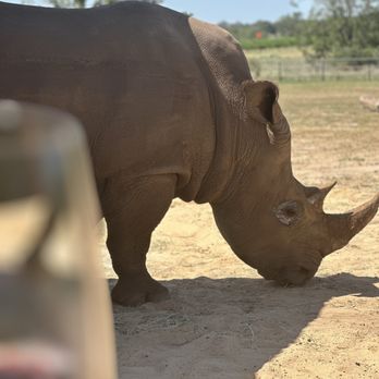 Rhinory - Blake the rhino and wonderful red wine! - Wineries Near Me - Fredericksburg, Texas Rhinory - Blake the rhino and wonderful red wine! - Wineries Near Me - Fredericksburg, Texas