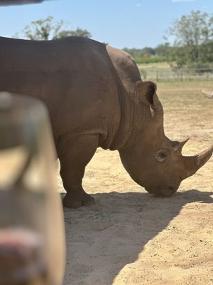 Rhinory by null