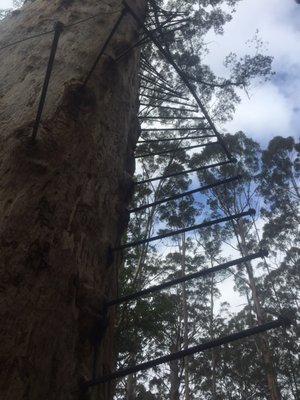 Gloucester Tree by null