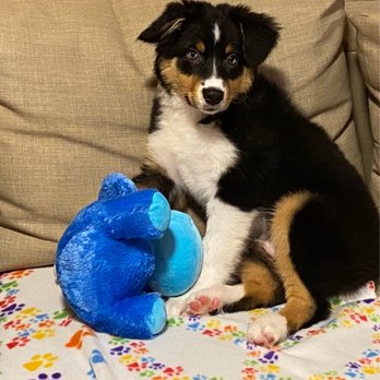Wags Pet Resort - Tigard - Loves going to WAGS - Pet Training Near Me - Tigard, Oregon Wags Pet Resort - Tigard - Loves going to WAGS - Pet Training Near Me - Tigard, Oregon