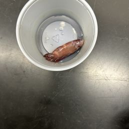 Dead fish - A small fish is inside a clear plastic cup with water, placed on a metallic surface, possibly in a laboratory or pet store setting.