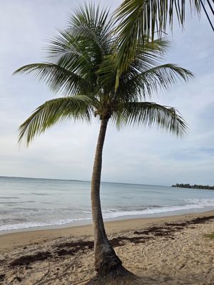 Vivo Beach Club by null